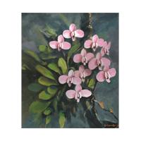 台湾之花-蝴蝶兰(大金冷气收藏)